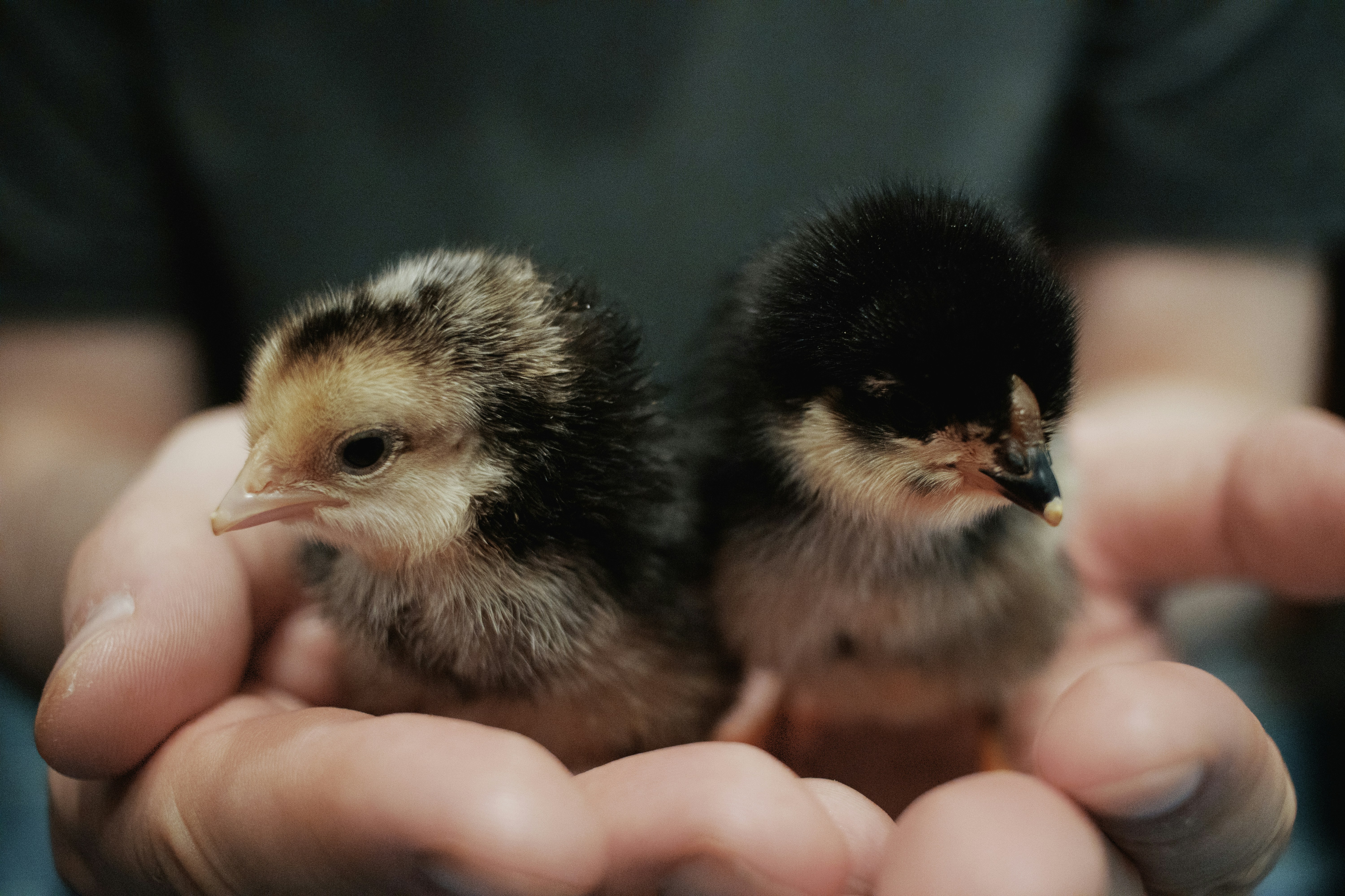 Two young chicks held in cupped hands