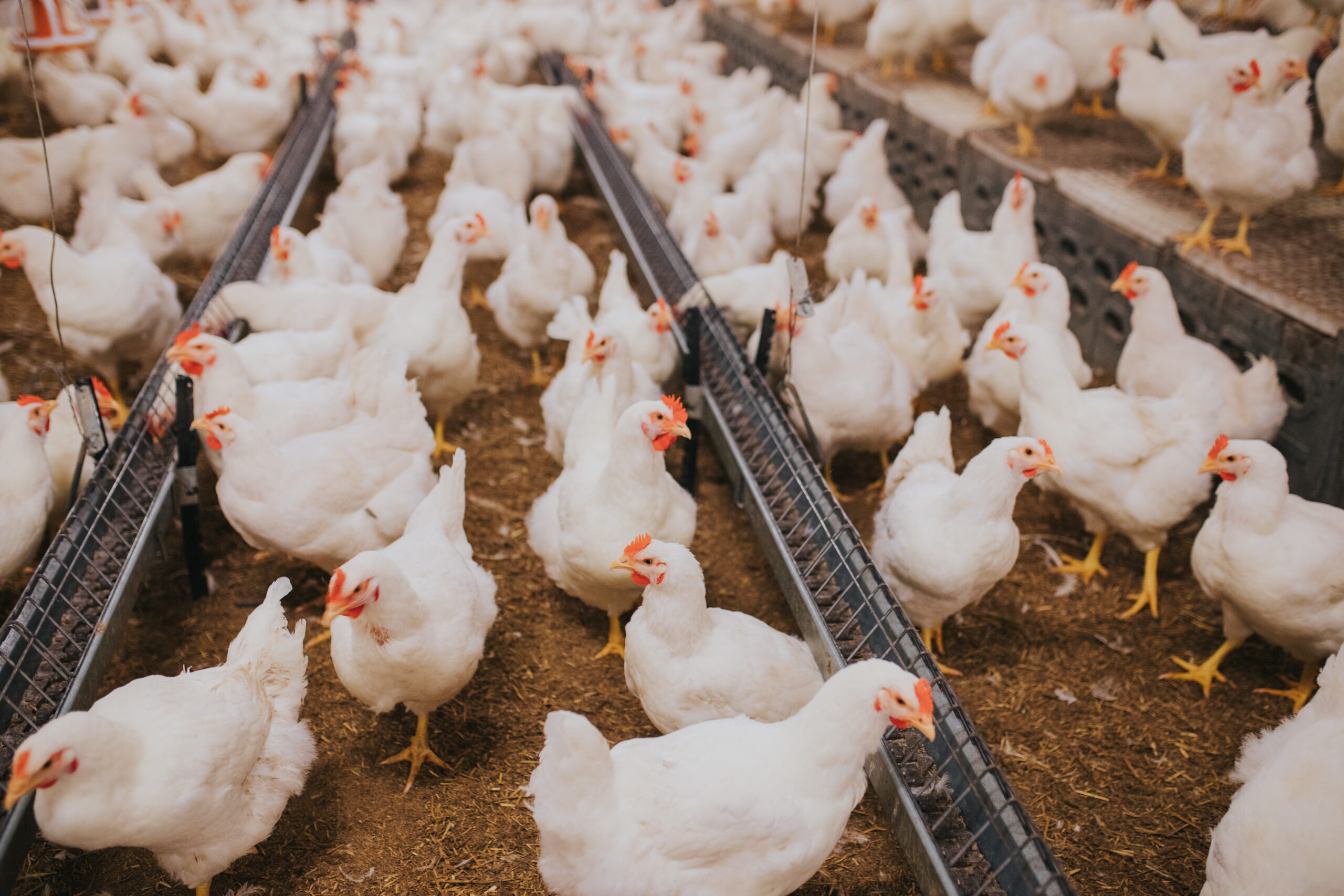 Broiler chickens raised without systemic antibiotics