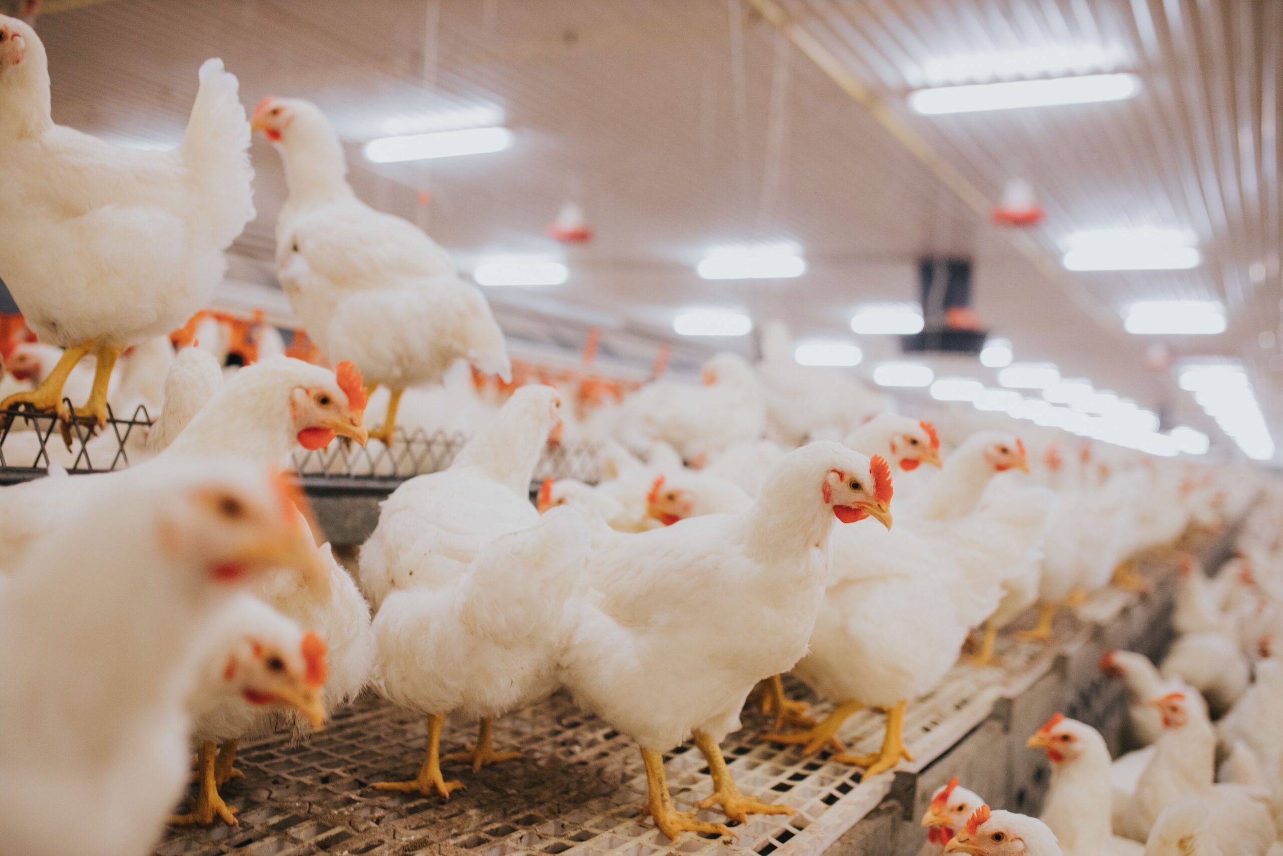 Broiler chickens feeding in a commercial poultry house