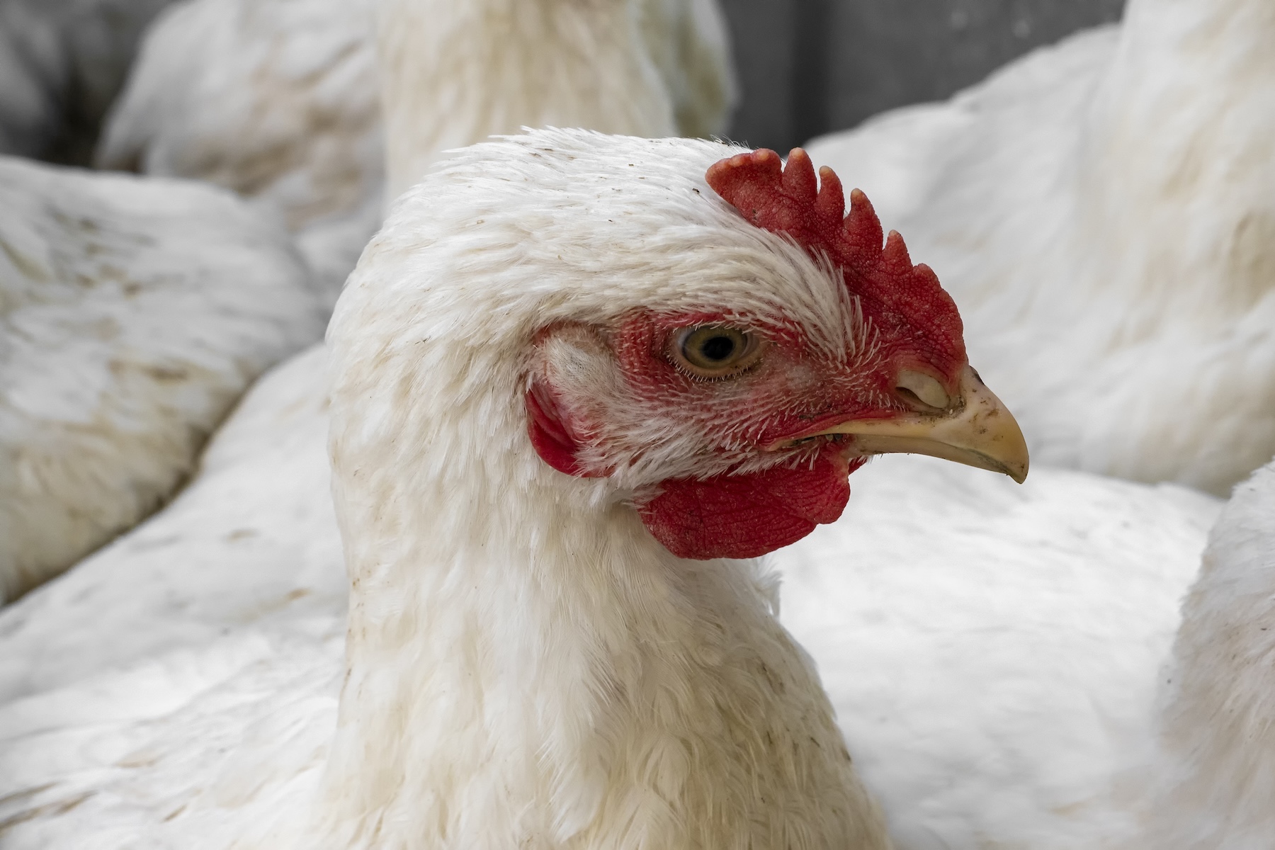 Close-up of a broiler chicken