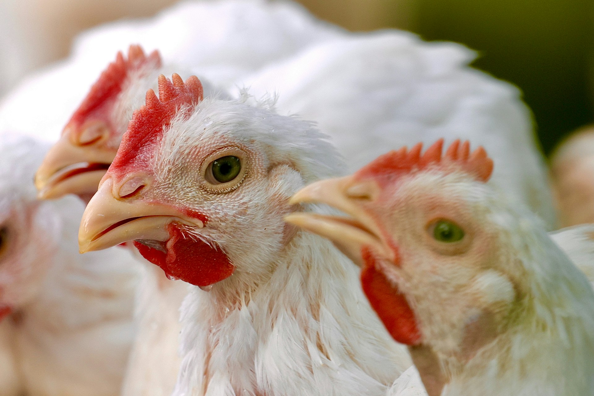 Close-up of three white broiler chickens