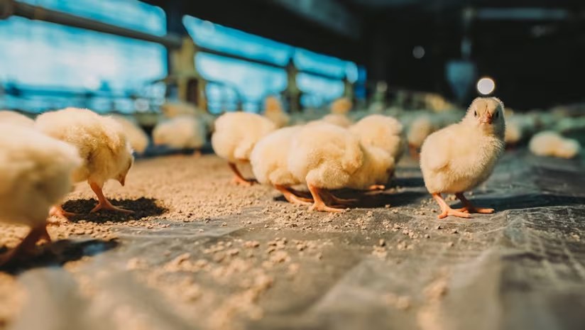 Broiler chicks in a commercial poultry house