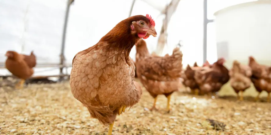 Poultry on a commercial farm