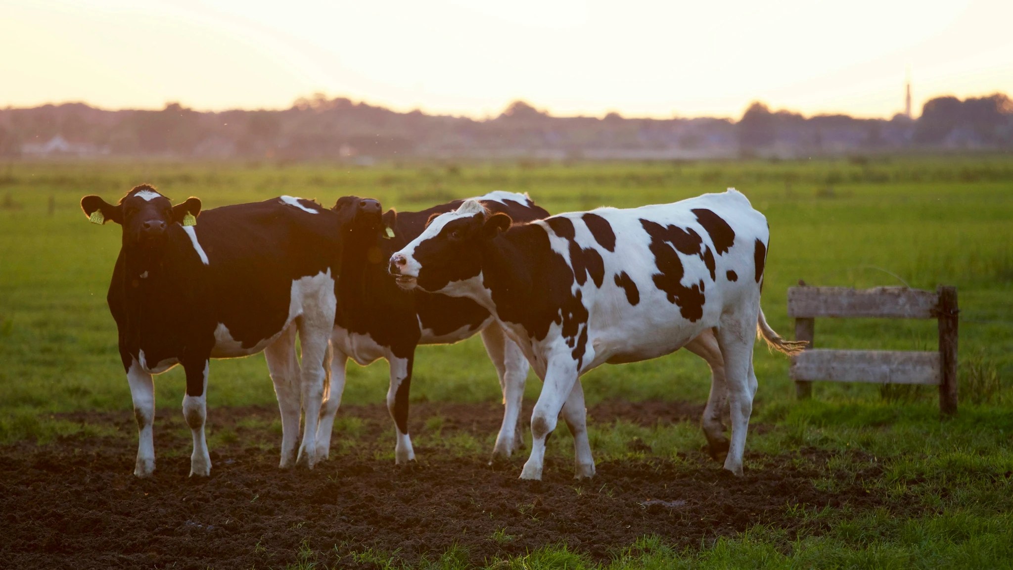 Dairy cattle grazing in a pasture at sunset