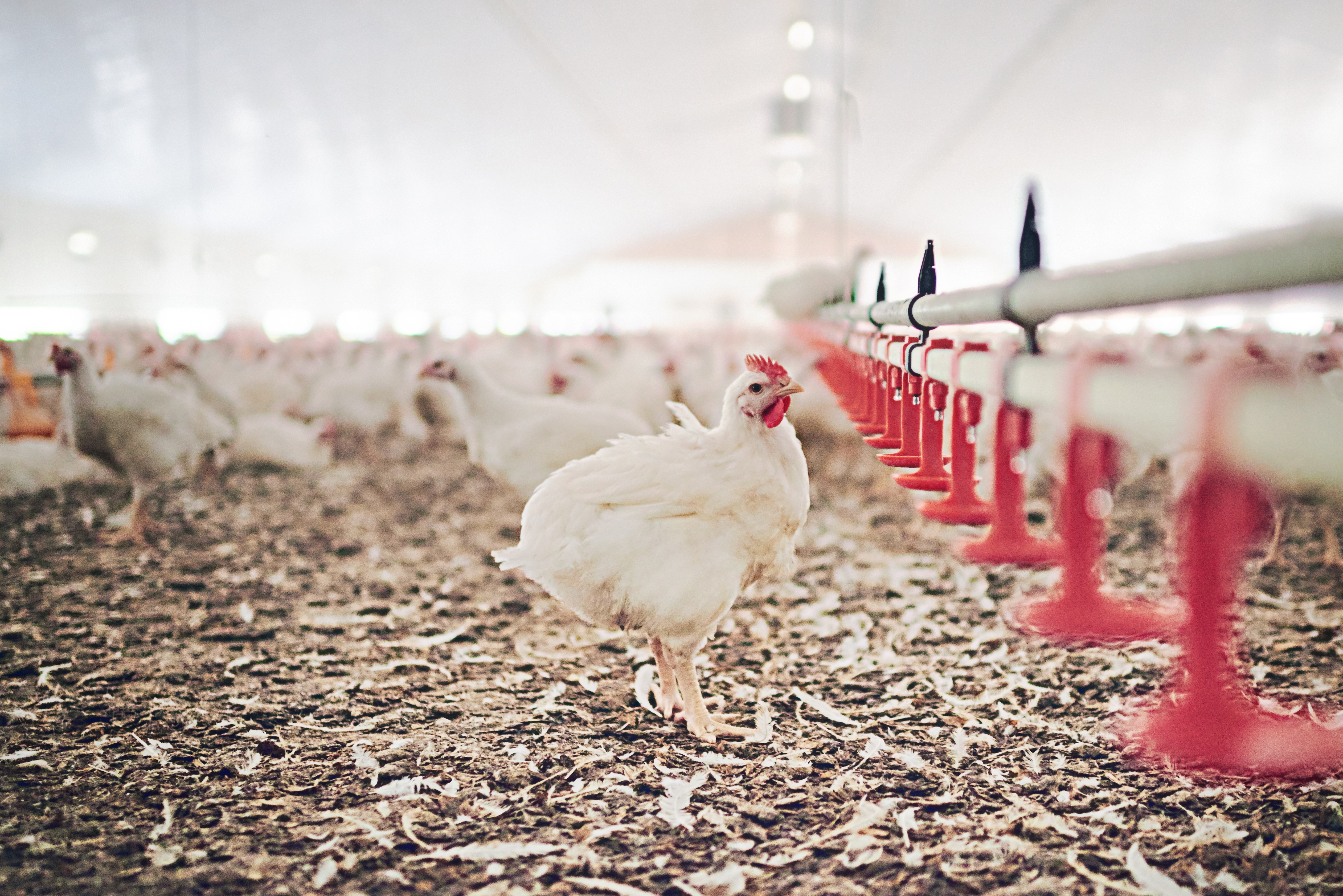 Pastured poultry raised without systemic antibiotics