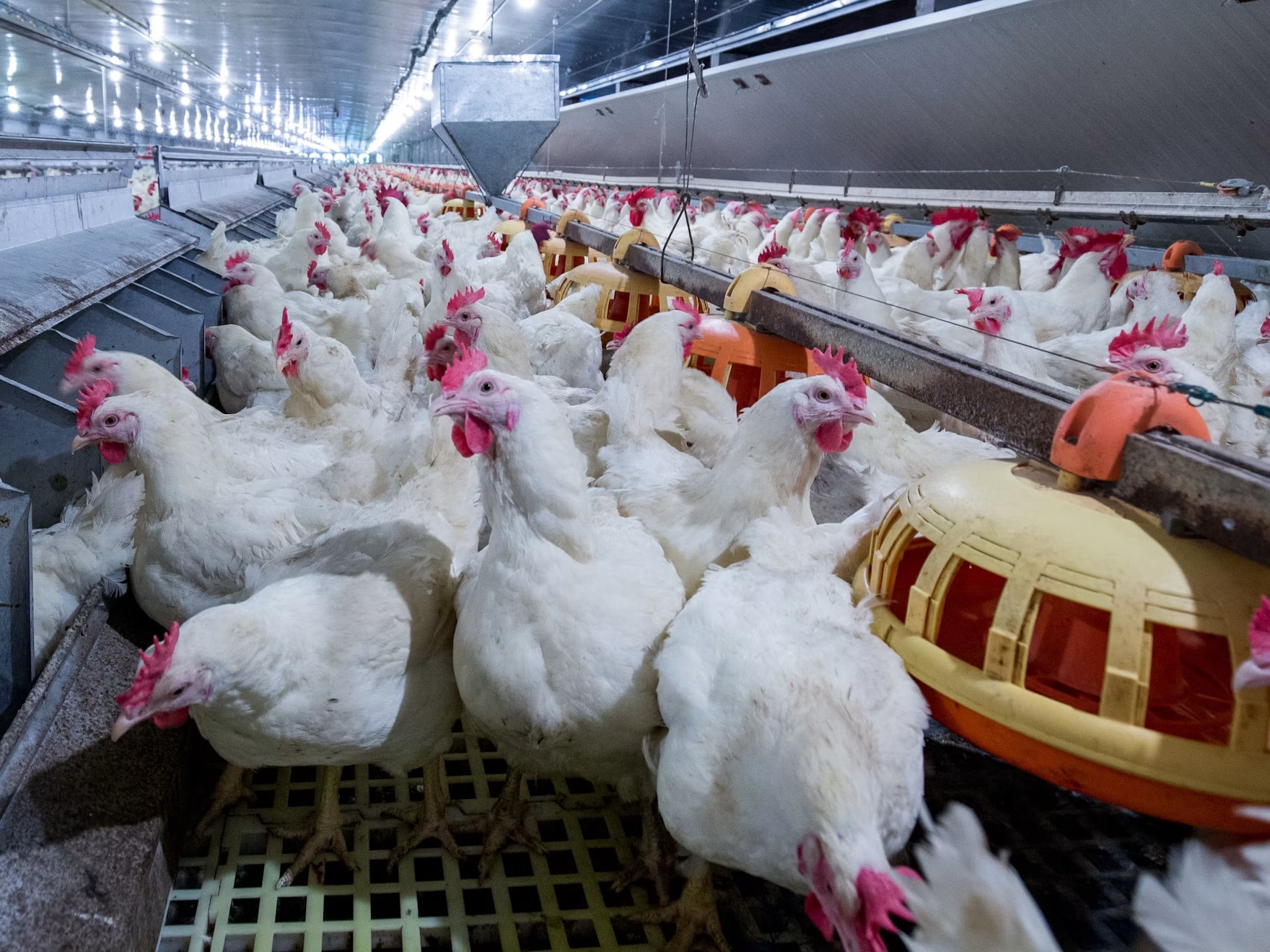 Broiler breeders in a commercial poultry house with feeders