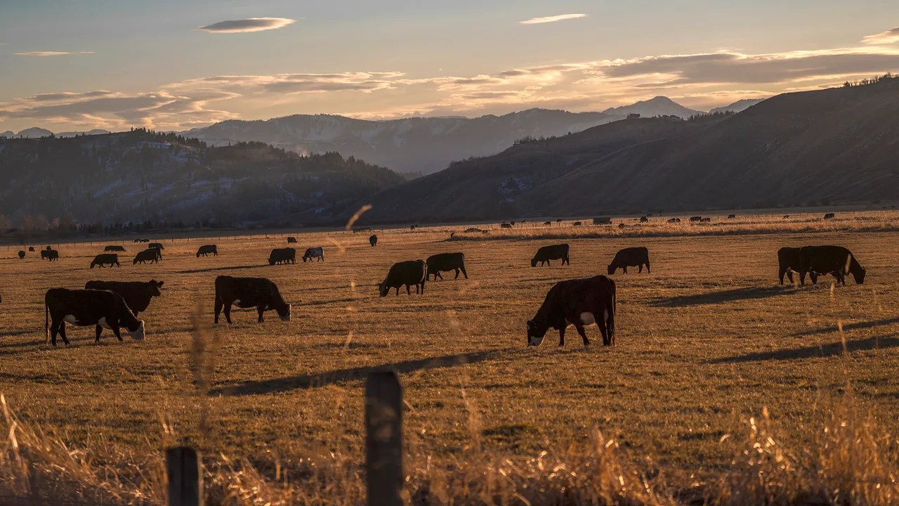 Cattle grazing in a mountain pasture at sunset