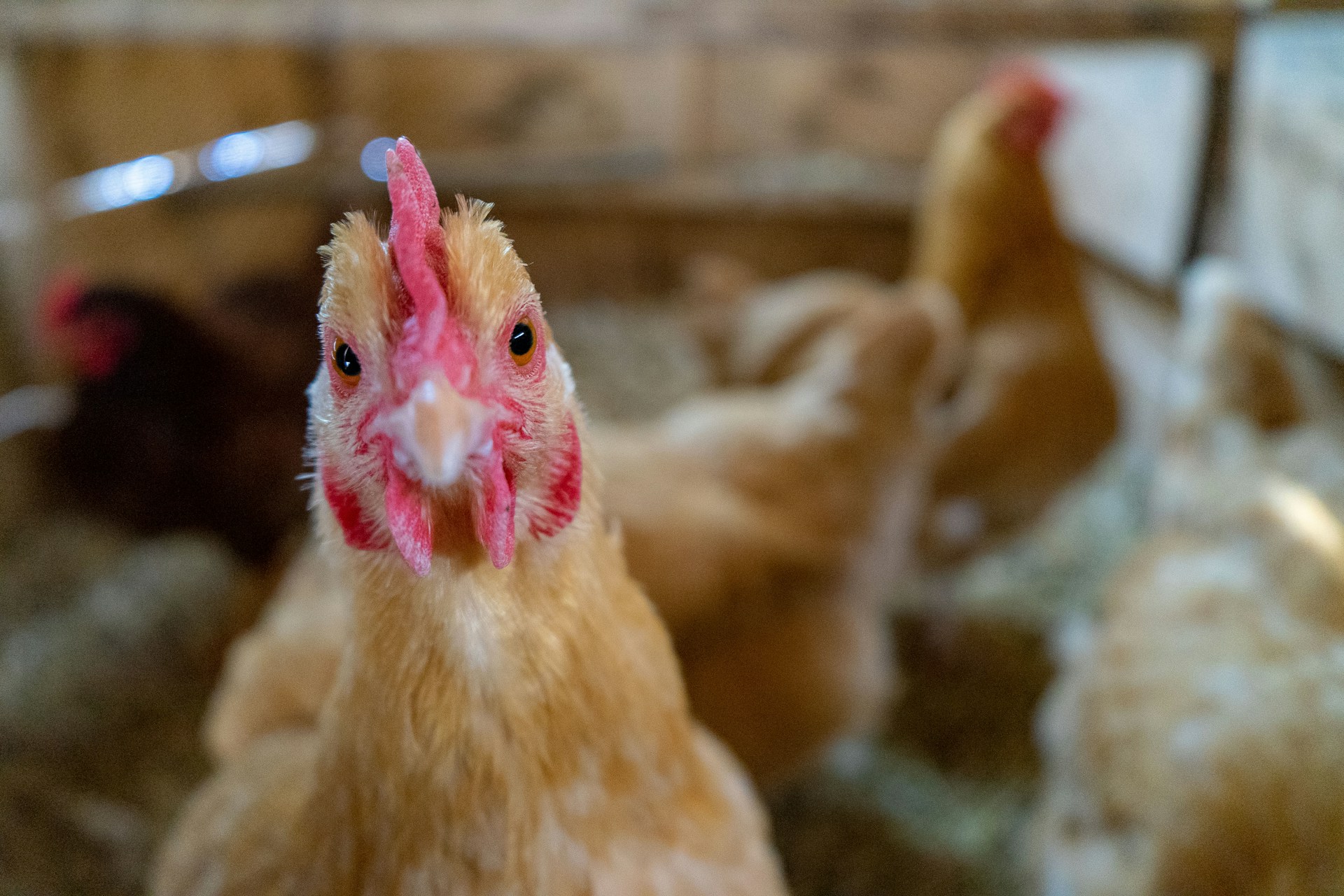 Brown hen looking toward the camera inside a poultry house