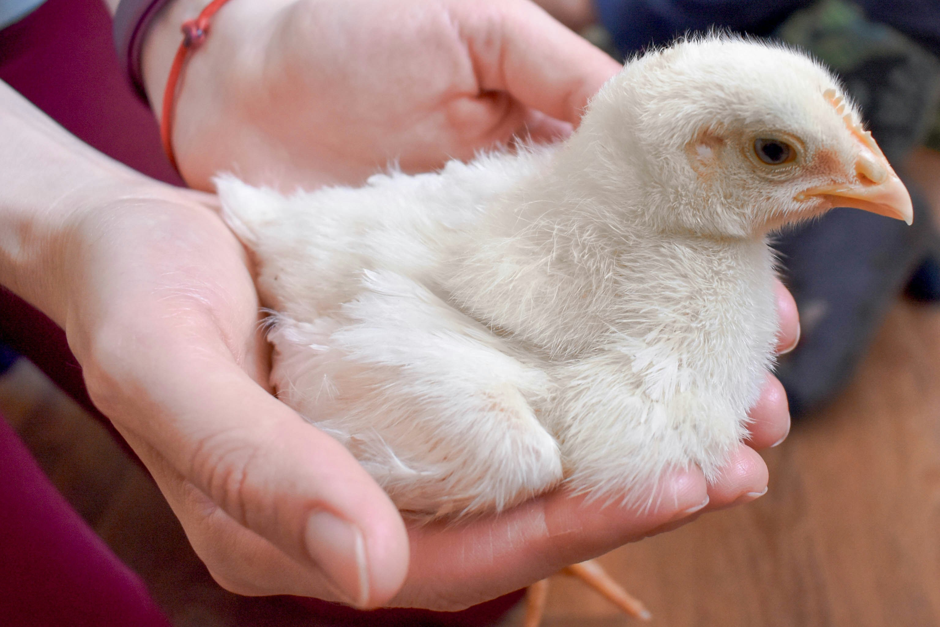 Close-up of a chicken