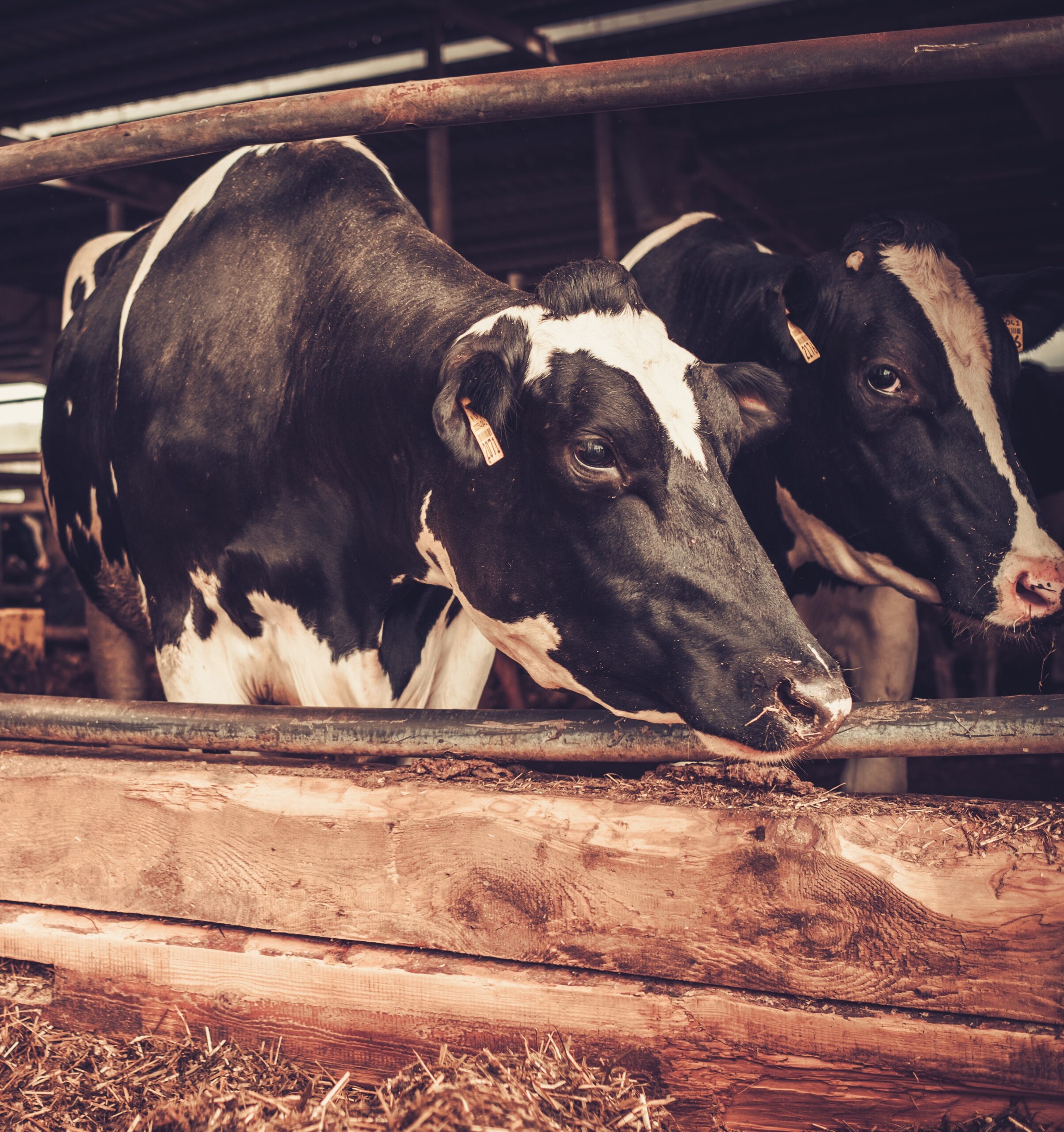 Dairy cattle in a cowshed