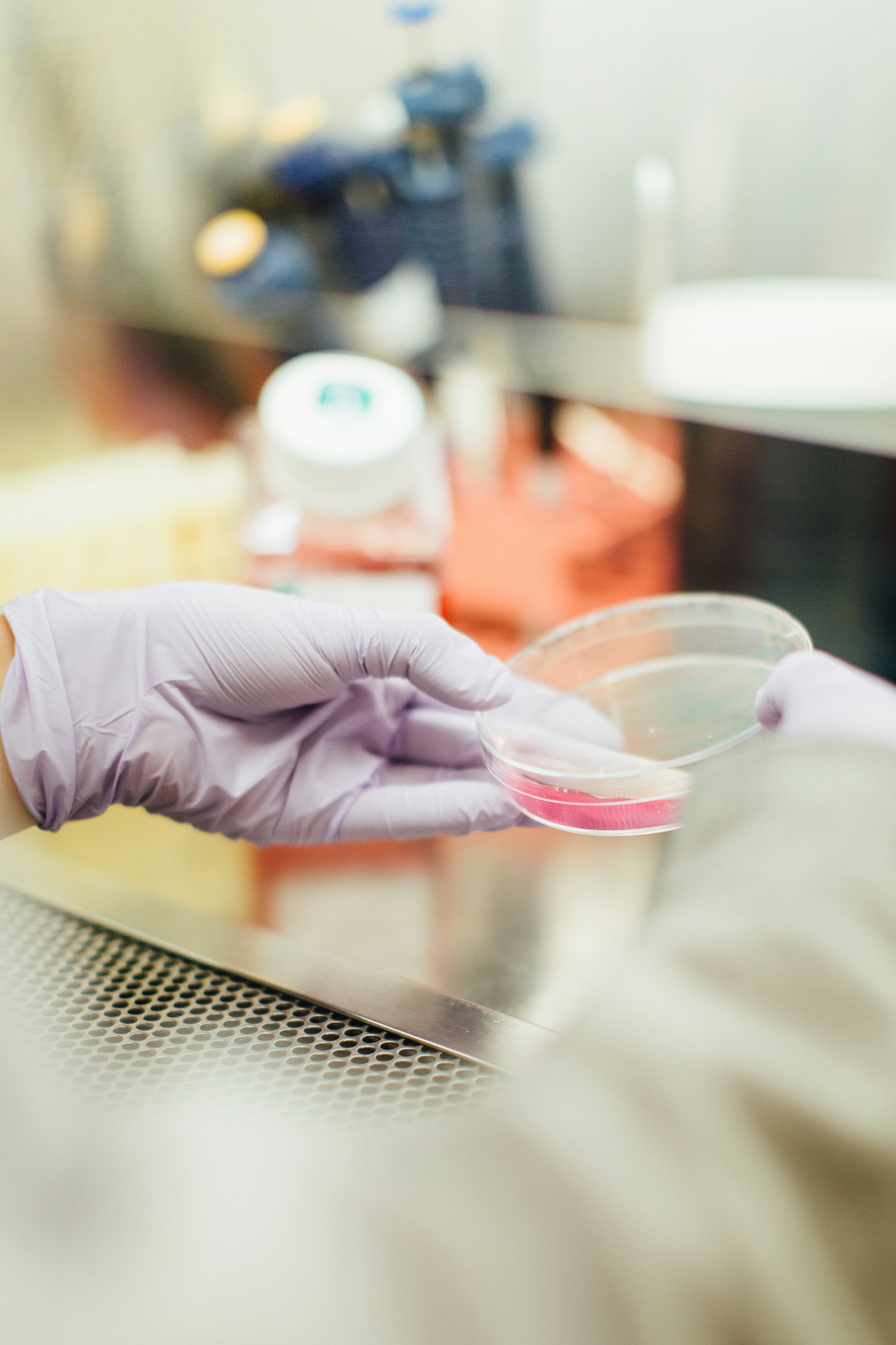 Gloved hand holding a petri dish of cultured strain in the lab