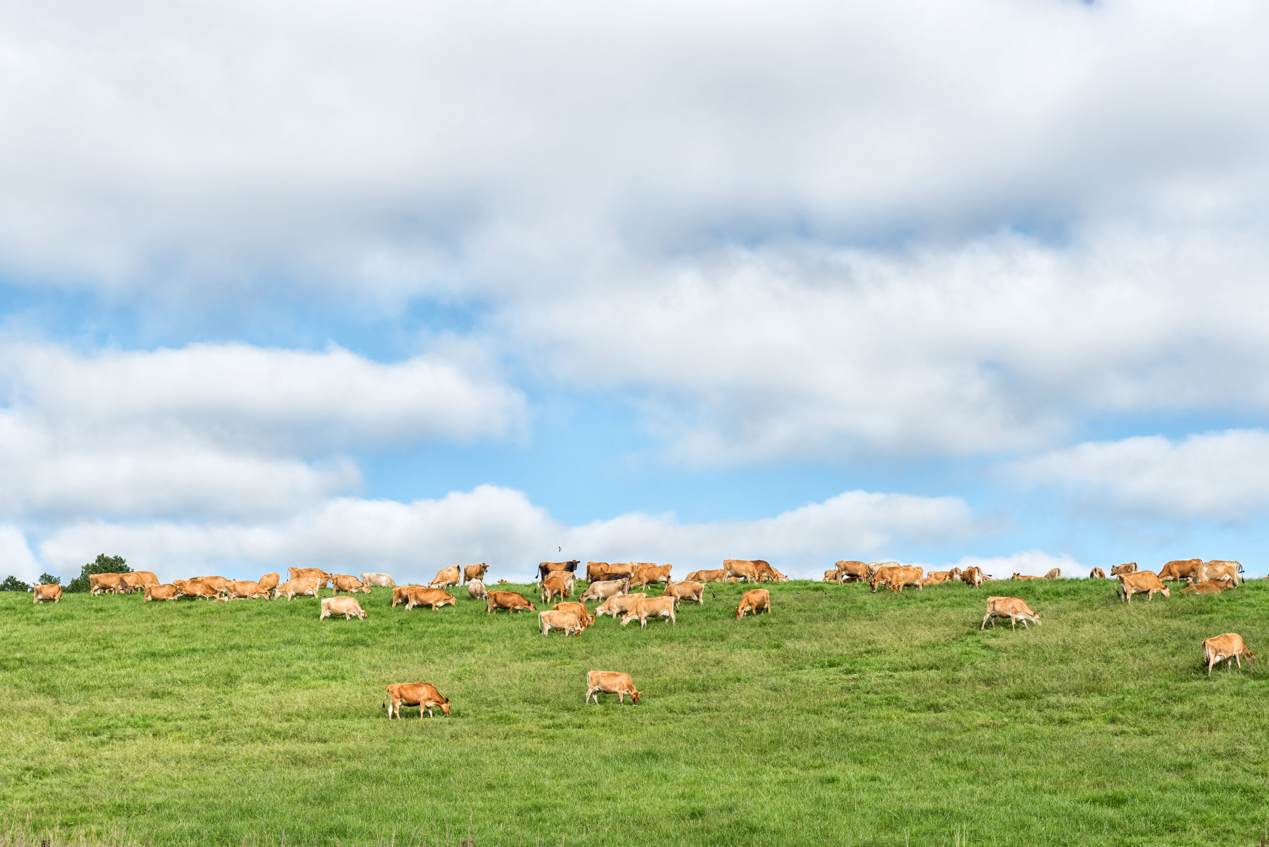 Cattle grazing on a farm landscape