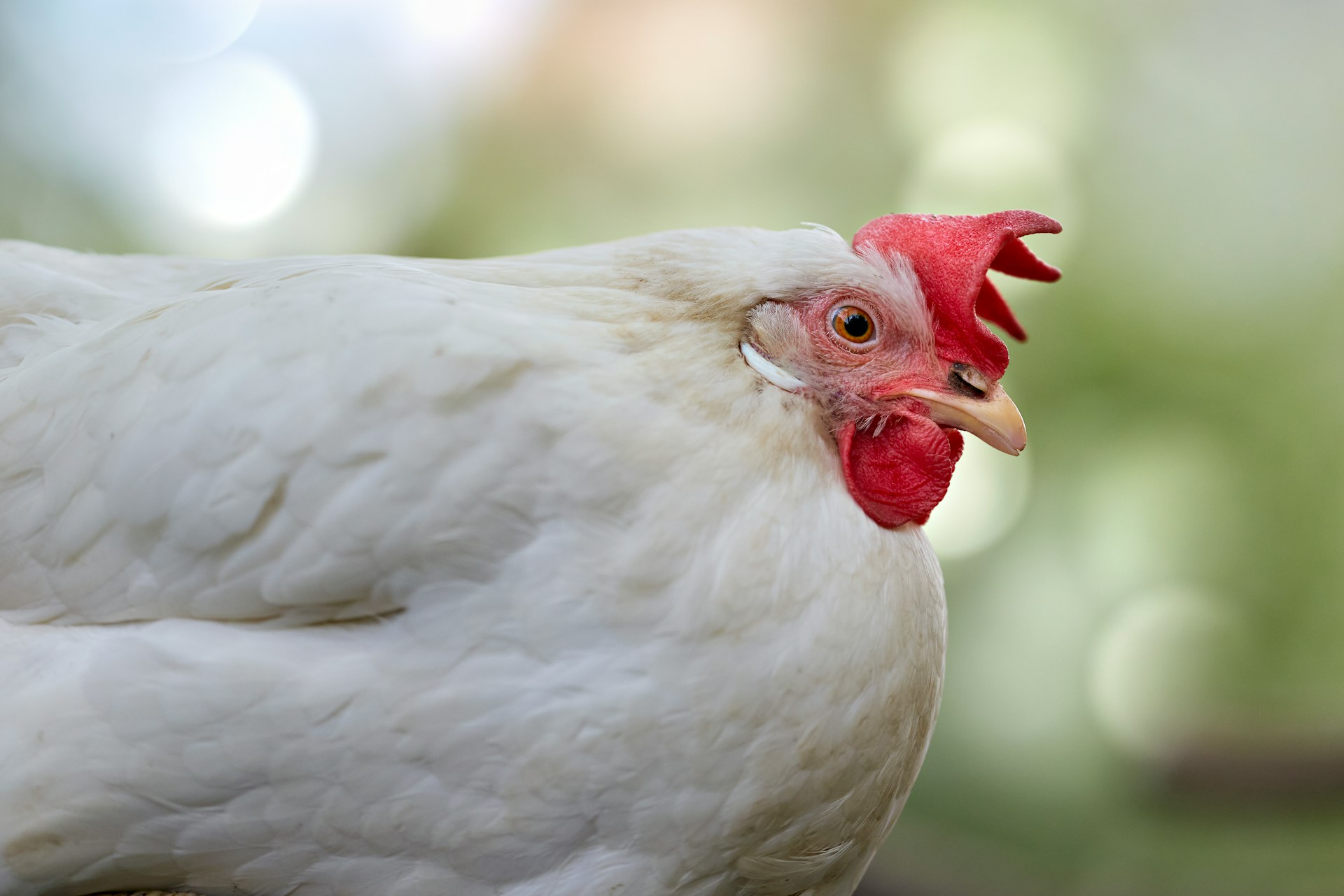 Healthy broiler chicken protected by CPerf LLV* (BE-101)