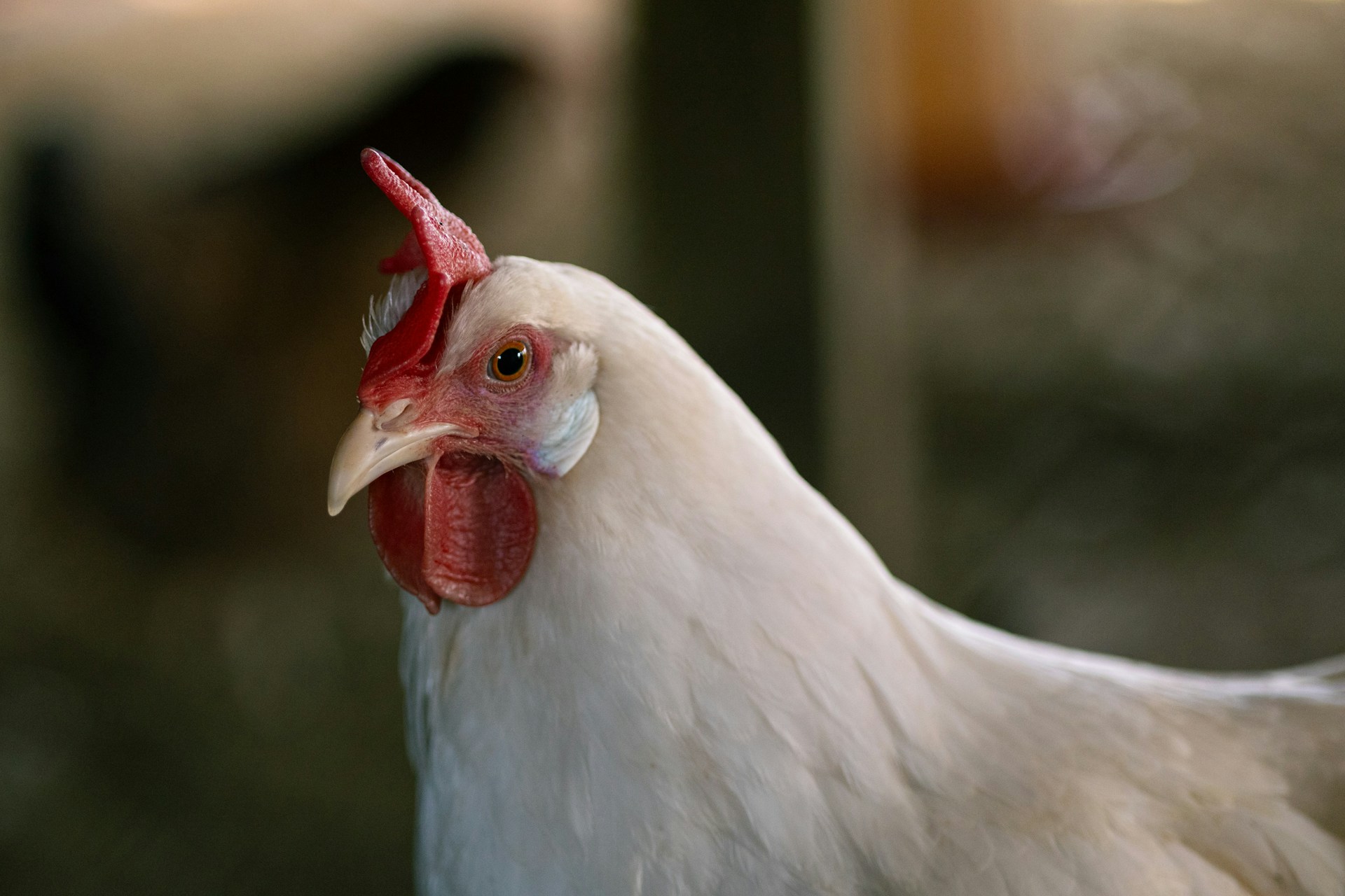 Close-up of a white chicken with a red comb