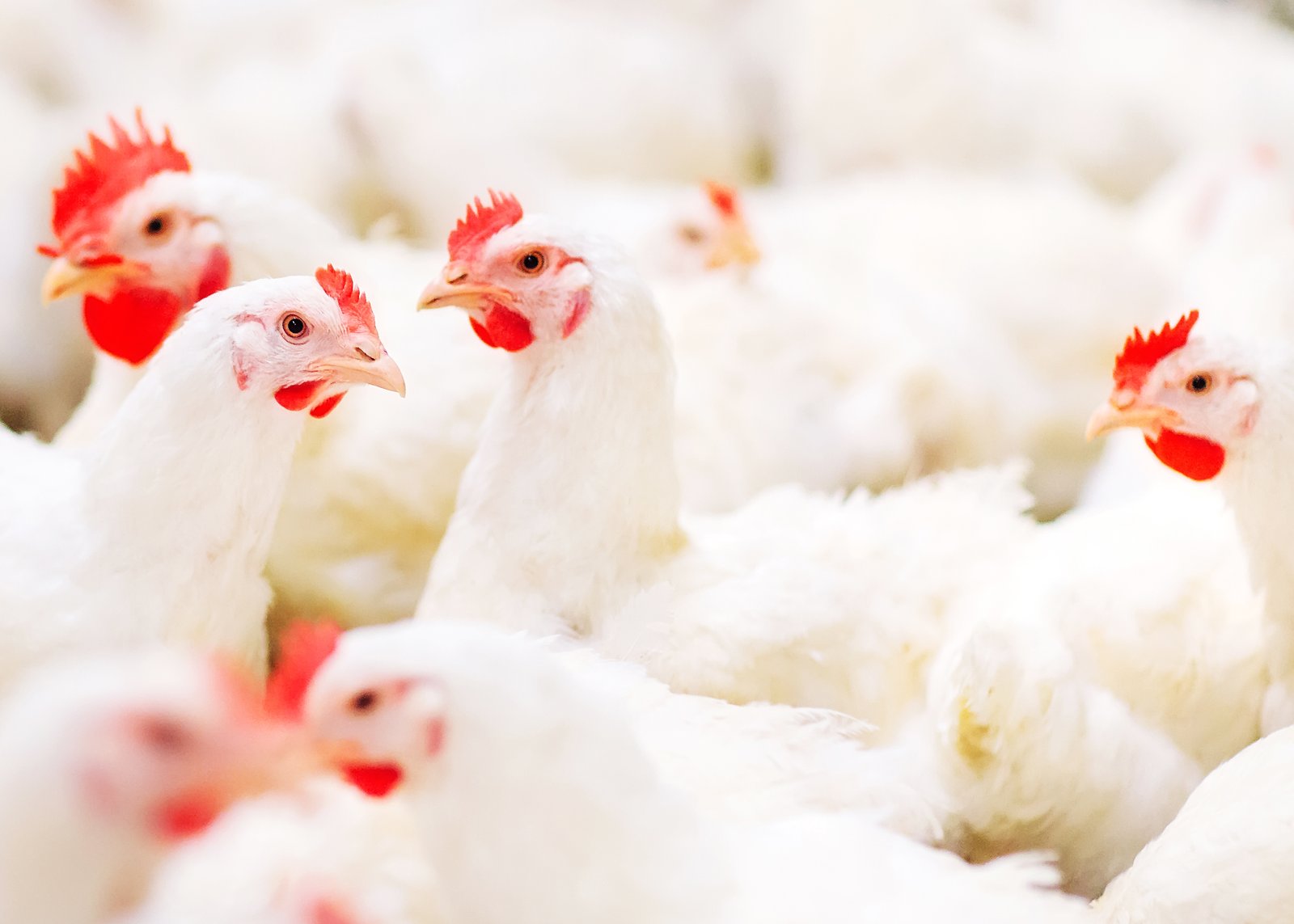 Broiler chickens in a poultry production setting