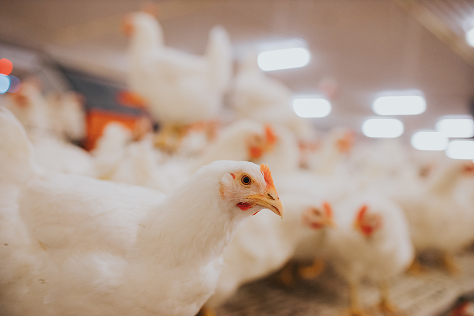 Close-up of broiler chickens