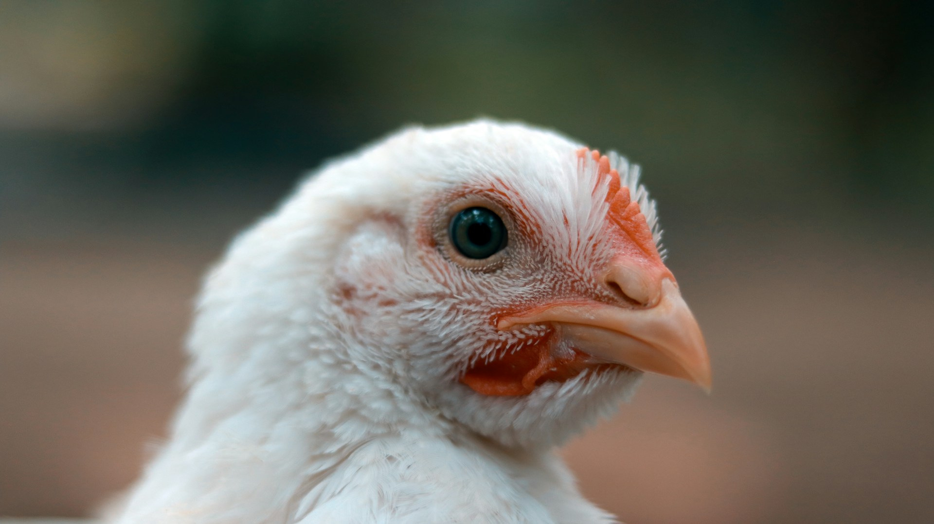 Close-up of a young white broiler chicken