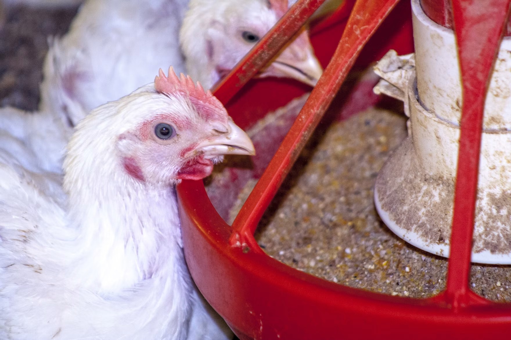 Broiler chickens eating from an automatic feeder