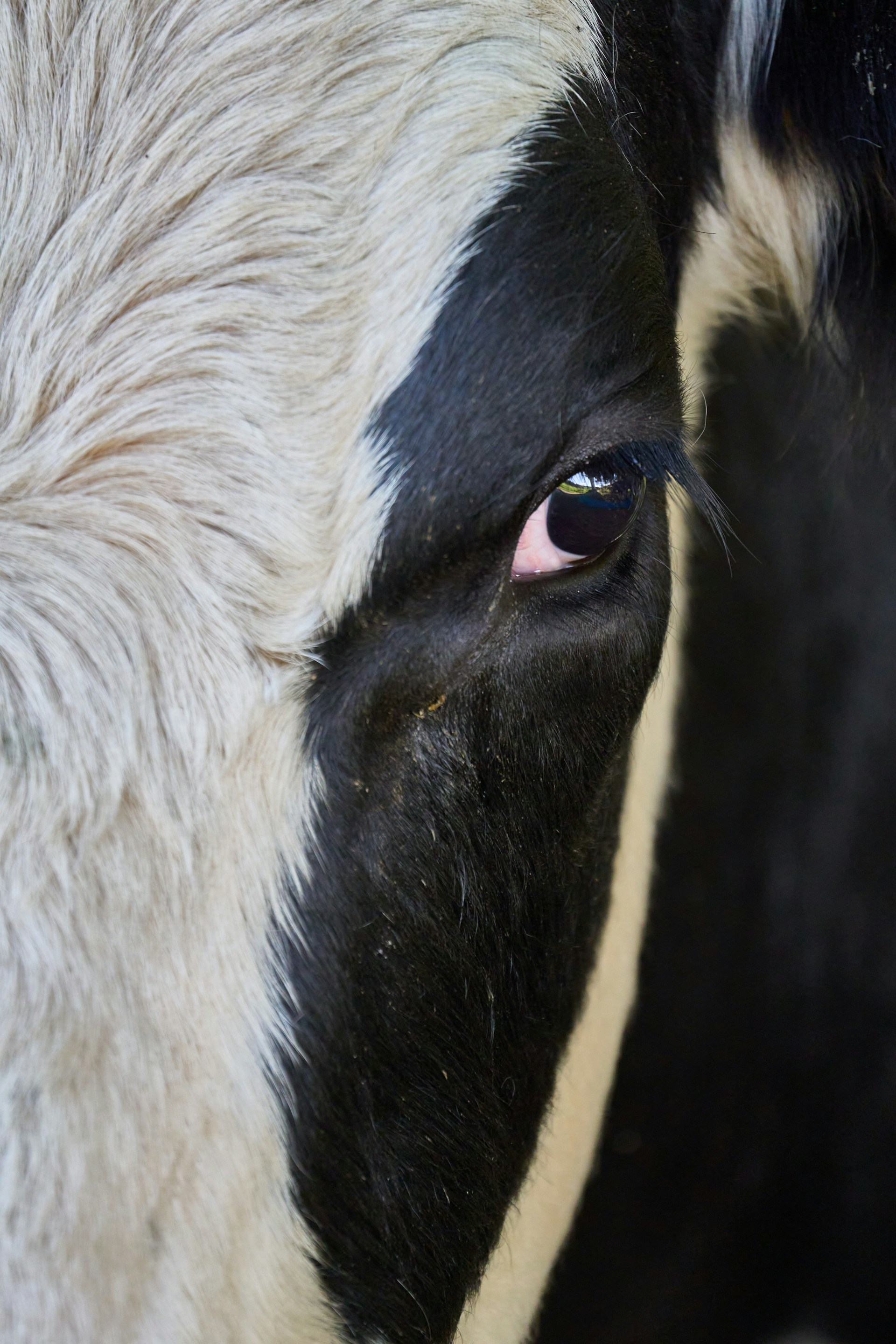 Close-up of a cow's eye