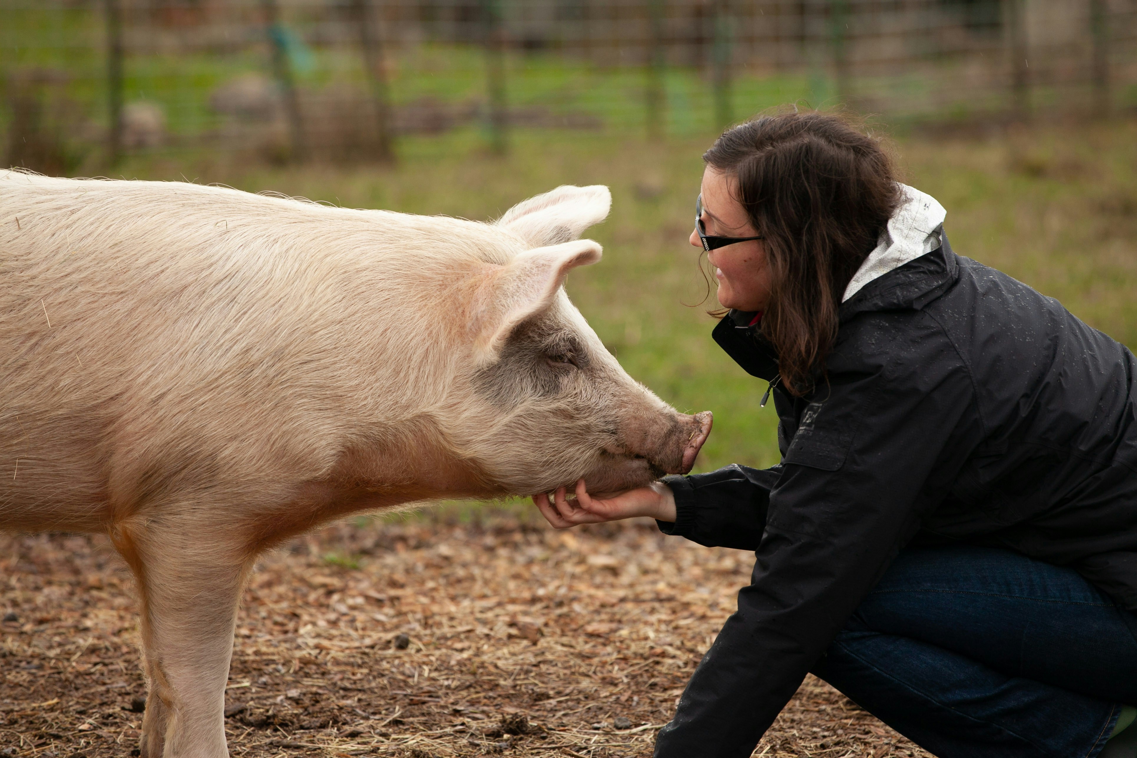 Farmer caring for livestock